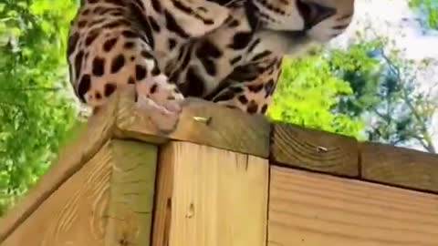 Jaguar Boop! SO CUTE