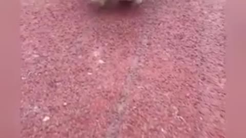 Puppy’s Walking Time || Puppy Fun || World Cute Smallest Dog