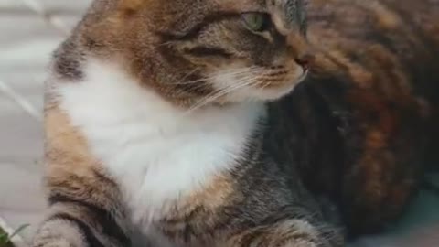 0.An Adorable Tabby Cat