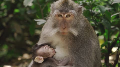 Monkey Magic: A Charming Journey into the World of Adorable Monkeys"