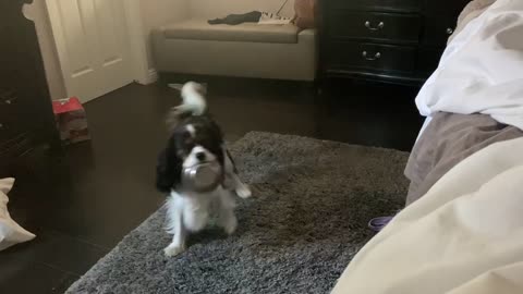 Clever Cavalier King Charles Humorously Asks For Breakfast