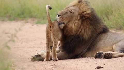 Touching moment between a father and his lion cubs