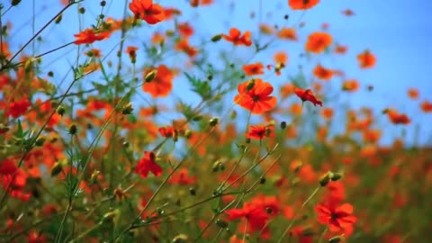 World's best video and orange flower