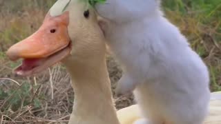 Cute Rabbit is playing with Duck | Funny rabbit | Funny Pets videos |