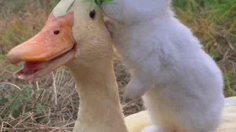 Cute Rabbit is playing with Duck | Funny rabbit | Funny Pets videos |