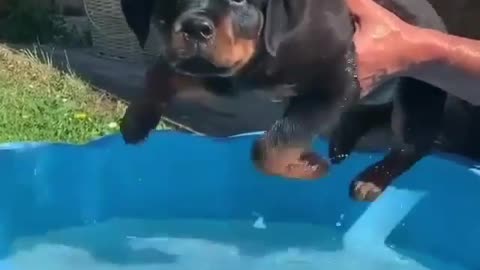 Rottweiler Floofers First Paddle