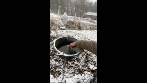 Keeping Chicken Water From Freezing