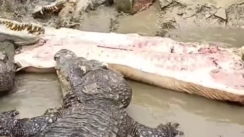 crocodile eating pork #shorts