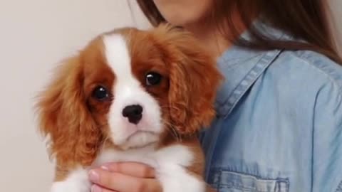 Cavalier King Charles Spaniel- History & Overview - Total Pet Tales part 1 #dogs #pets #cavalier