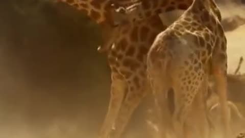 Giraffes fighting #giraffe fight #wildlife #animal #animal fighting