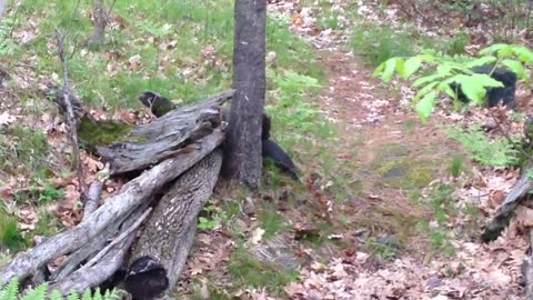 Woodpecker Stops in Cottage Backyard for Breakfast