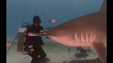 Hammerhead Shark hello