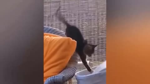 Funniest Animal Videos - Funny Cats, Dogs, Donkey, Sheet and more