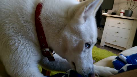 Bossy Husky Gets Furious When Owner Steals Her Spot