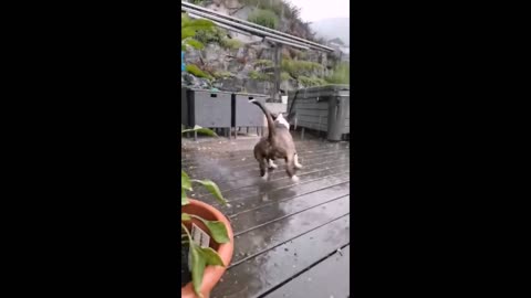 Bull Terrier absolutely ecstatic to play in the rain