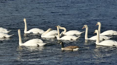 swan Lake in the spring