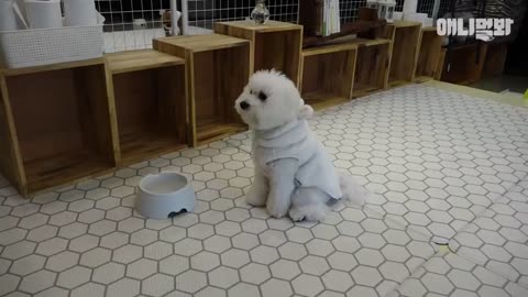 유치원에서 단체 낮잠자는 개린이들ㅋㅋㅋㅋ(박보검도 다님) l Puppies Enjoy Nap Time In The Kindergarten LOL