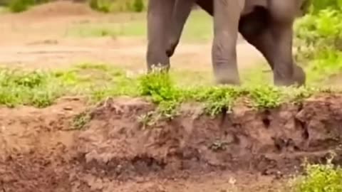 Elephant Chases Lions and Saves Buffalo