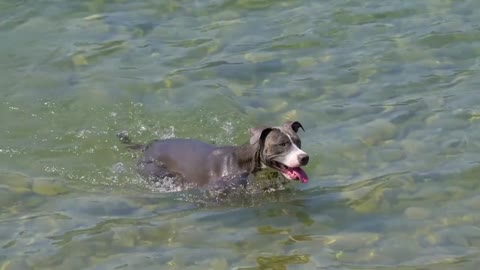 Watch a dog swimming 😂😂