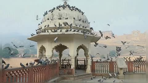 Pigeon In A Fort Rajasthan