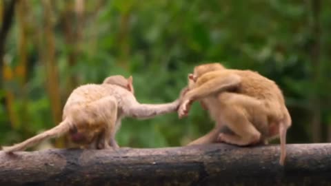 Funniest Monkey - cute and funny monkey videos (Copyright Free) Full HD