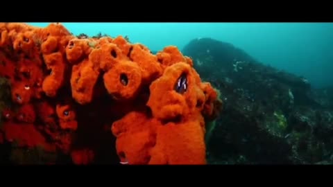 Diving with Fish in the Ocean