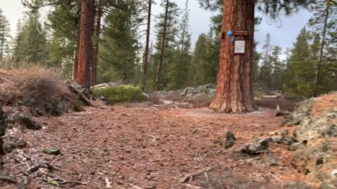 Mighty Ponderosa Pine – Central Oregon – Edison Sno-Park – 4K