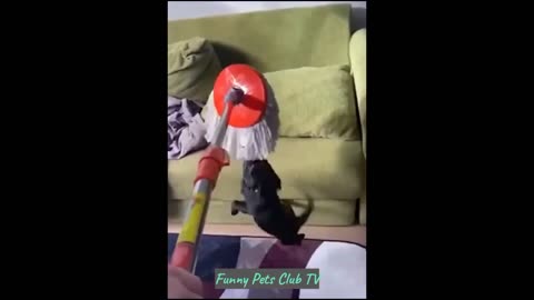 FUNNIST CATS AND DOG VIDEOS
