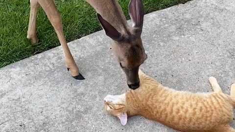 Cat Enjoys Kisses From Friendly Deer