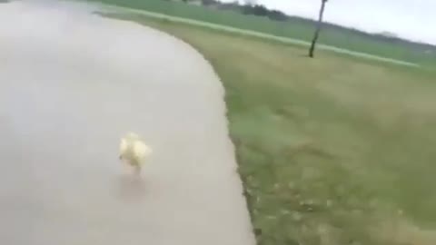 Happy little duck