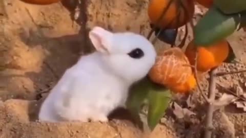 Rabbit Eating Orange 🍊