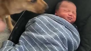 Dog Meets Baby