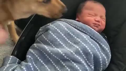 Dog Meets Baby