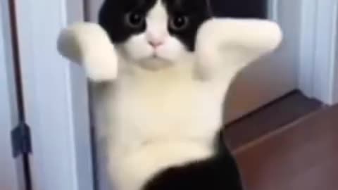 Funny cat dancing 🤣🤣🤣