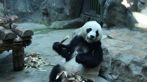 Panda-monium: Adorable Pandas Playing and Eating Bamboo!