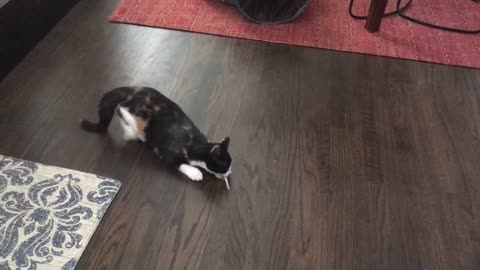 Kitten goes bonkers for turkey feather
