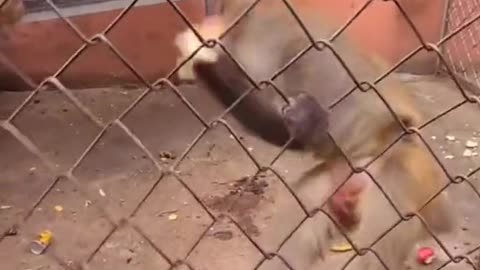 Baby monkey is very happy when he gets a banana