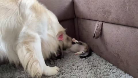 Golden Retriever wants to make friends with a Kitten