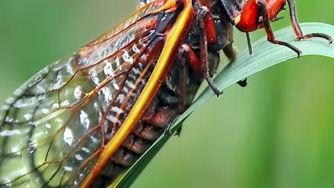 Cicada a loudest insect on the earth. #111 @ANIMALSLIFE