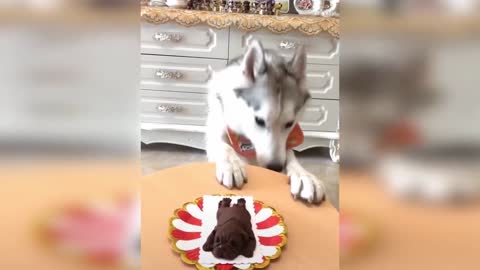 Cat Reaction to Cutting Cake - Funny Dog Cake Reaction Compilation | Pets Kingdom