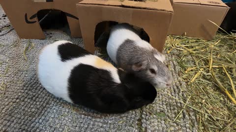 Scratch and sniff guinea pigs
