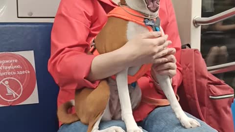 Dog Protests Loudly About Being Stuck on a Subway