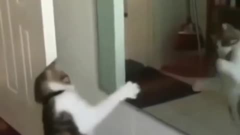 It is very technical for a cat to dance on two legs