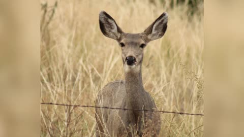 Deer photo slide show no sound