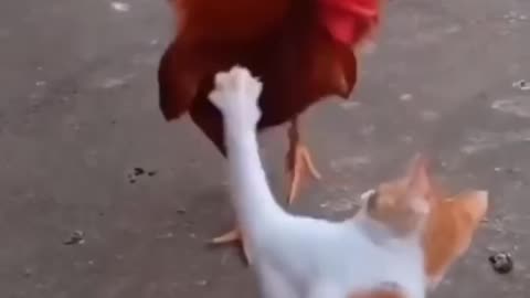 Cat vs Chicken - Epic Showdown of Cuteness and Feathers! 🐱🐔