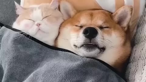 Lovely Friendship of Dog and Cat