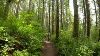 Virtual Hike to Drift Creek Falls and Suspension Bridge, Oregon