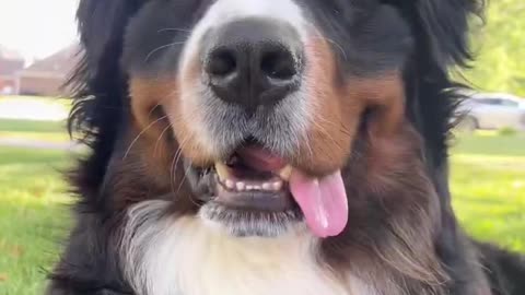 Watch My Bernese Mountain Dog Puppy Grow Up in 30 Seconds