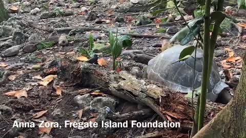 ‘Vegetarian’ giant tortoise filmed attacking and eating seabird