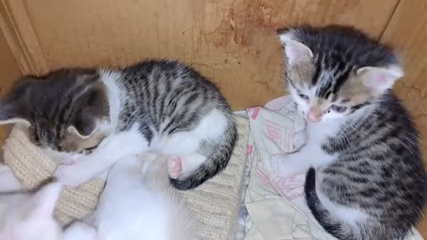 Cute kittens are playing. Funny kittens